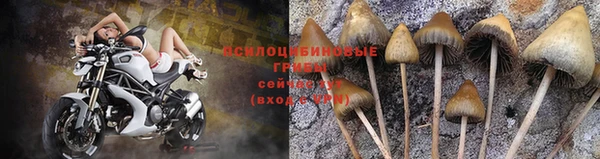стаф Аркадак